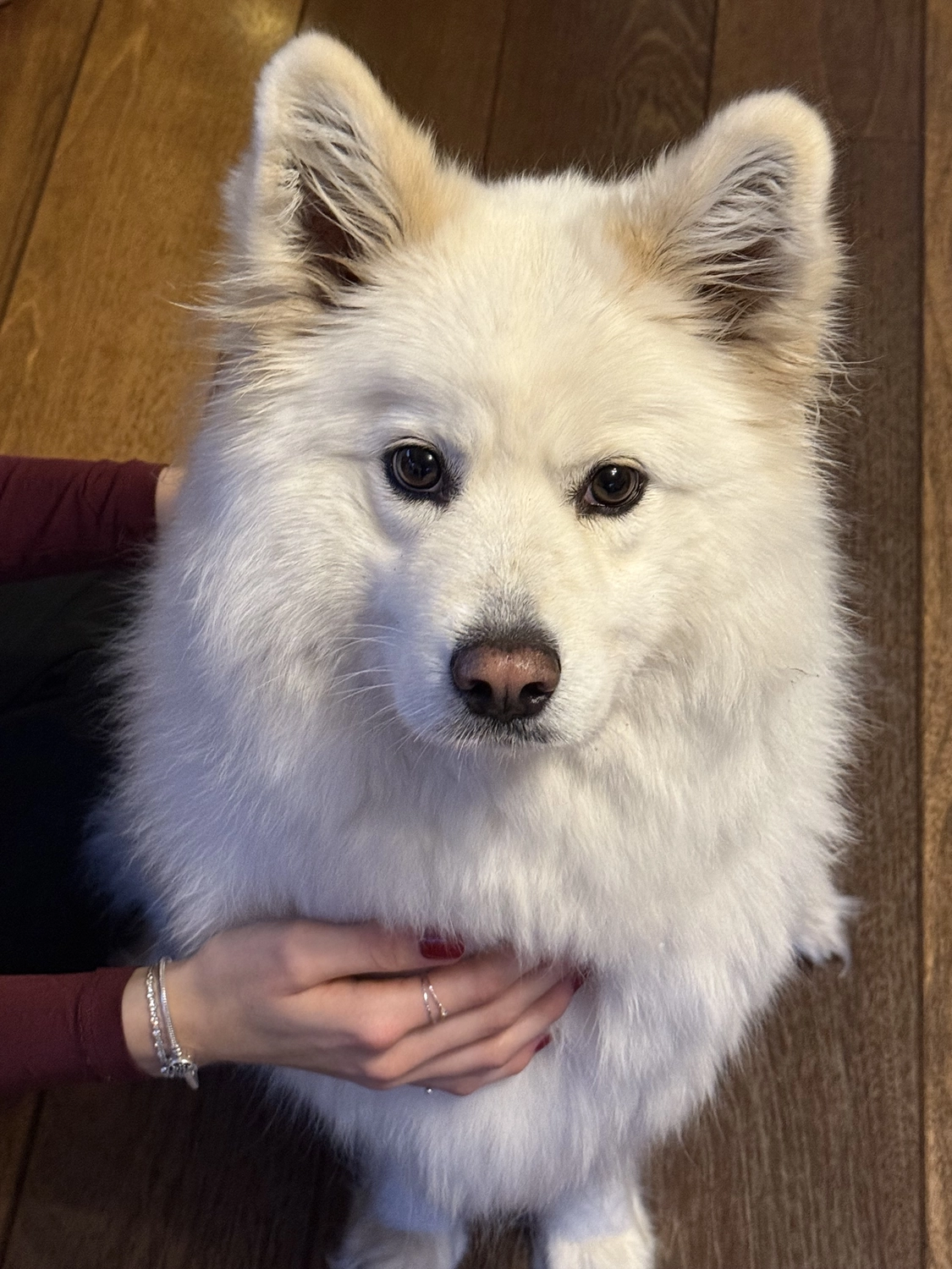 Nicole Bethke – Kartenlegen Mit Lebensberatung – Hund